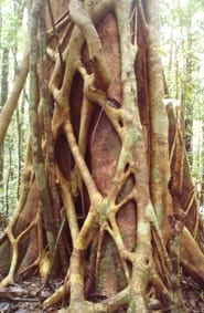 strangler fig